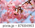 河津桜とミツバチ 87684963