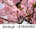 満開の河津桜 87684964