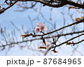 ソメイヨシノ開花 87684965