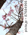 日本の桜ソメイヨシノ 87684966