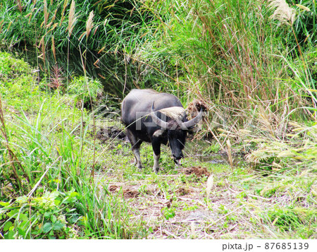 南投 プーリー 埔里 87685139