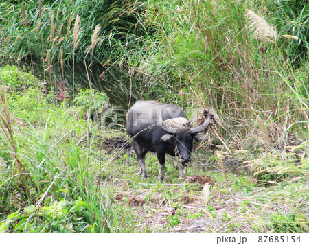 南投 プーリー 埔里 87685154