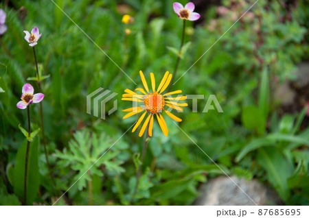 中国　四川省　甘白路登山口に咲くキク科ジョチュウギク属 Pyrethrum tatsienense 87685695
