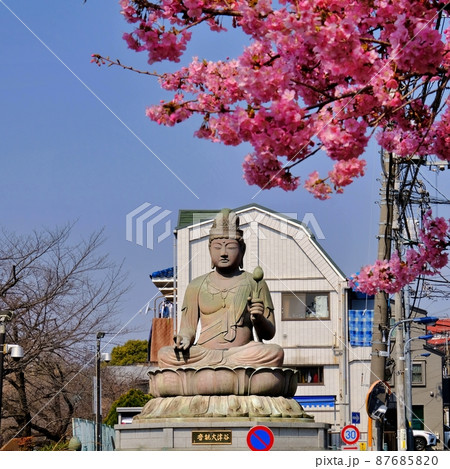 東京都北区 谷津大観音と川津桜 東京都北区 谷津大観音と川津桜 87685820