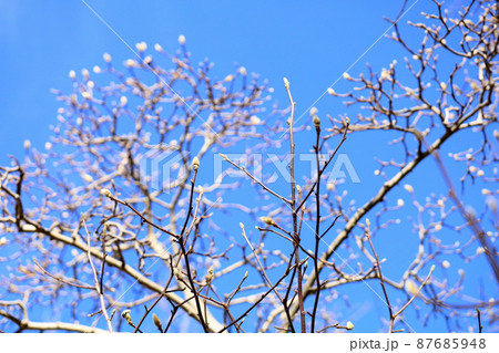 ハクモクレンの花芽 ハクモクレンの花芽 87685948