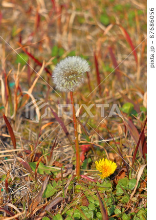 タンポポの綿毛 87686056