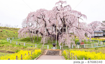 早朝の三春滝ザクラ 福島県 早朝の三春滝ザクラ 福島県 87686340