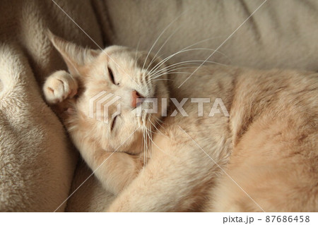 リラックスしている猫 87686458