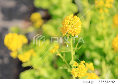 菜の花 菜の花 87686492