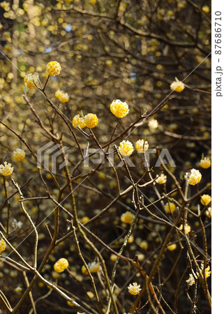 焼森山ミツマタ群生地　ミツマタの花 87686710