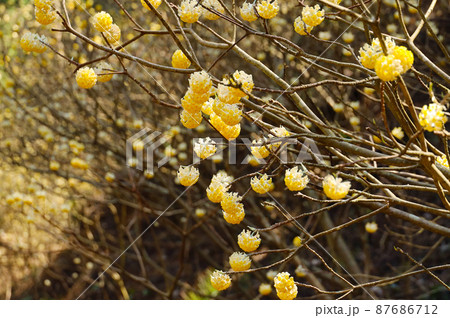 焼森山ミツマタ群生地 ミツマタの花 焼森山ミツマタ群生地 ミツマタの花 87686712