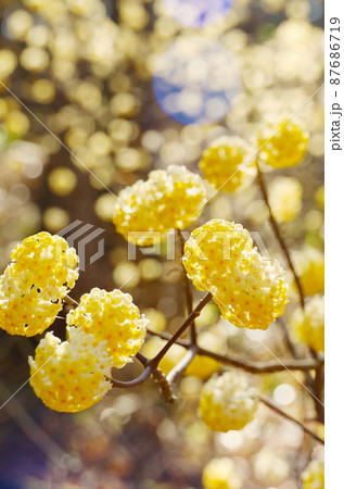 焼森山ミツマタ群生地　ミツマタの花 87686719