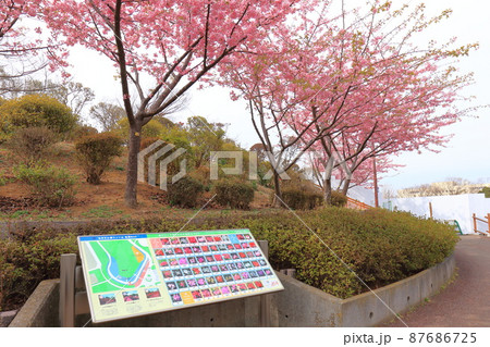 なぎさ公園(江戸川区南葛西)展望の丘 満開の河津桜 なぎさ公園(江戸川区南葛西)展望の丘 満開の河津桜 87686725