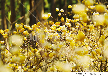 焼森山ミツマタ群生地 ミツマタの花 焼森山ミツマタ群生地 ミツマタの花 87686726