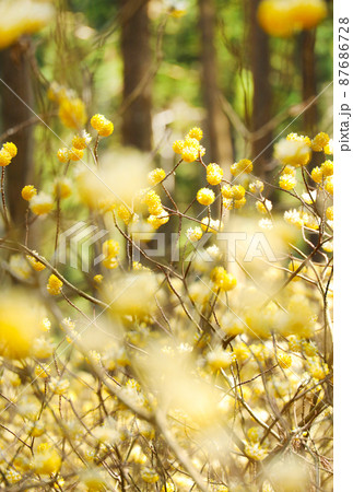 焼森山ミツマタ群生地 ミツマタの花 焼森山ミツマタ群生地 ミツマタの花 87686728