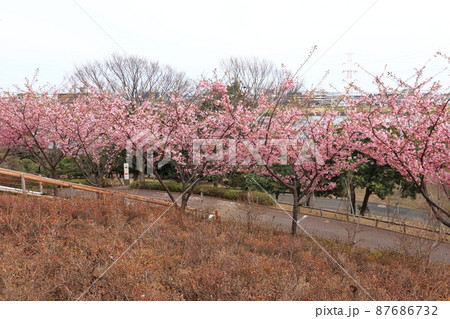 なぎさ公園(江戸川区南葛西)展望の丘 満開の河津桜 なぎさ公園(江戸川区南葛西)展望の丘 満開の河津桜 87686732