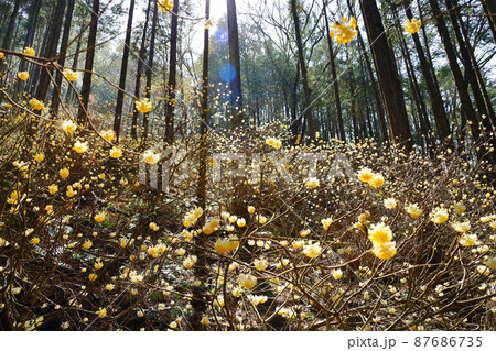 焼森山 ミツマタ群生地 焼森山 ミツマタ群生地 87686735