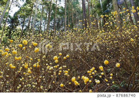 焼森山 ミツマタ群生地 焼森山 ミツマタ群生地 87686740