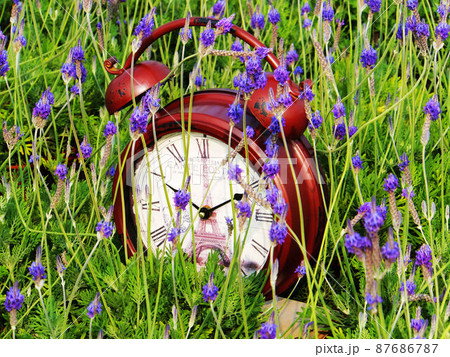 庭 庭園 ガーデン 87686787