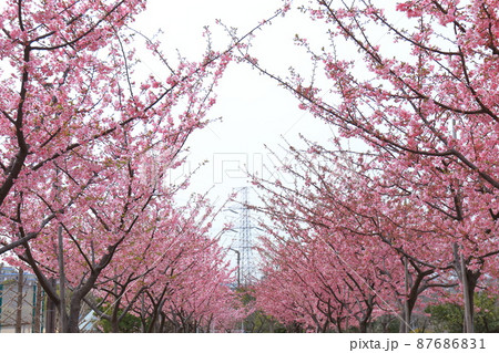 なぎさ公園(江戸川区南葛西)展望の丘 満開の河津桜 なぎさ公園(江戸川区南葛西)展望の丘 満開の河津桜 87686831