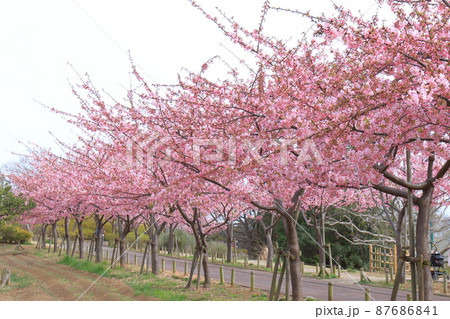 なぎさ公園(江戸川区南葛西)展望の丘 満開の河津桜 なぎさ公園(江戸川区南葛西)展望の丘 満開の河津桜 87686841