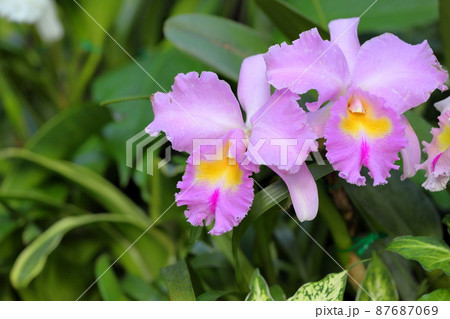 カトレアの花 カトレアの花 87687069