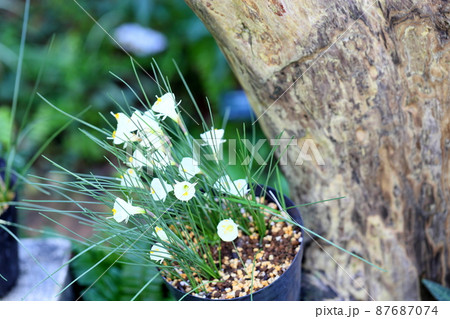 原種スイセンの花 87687074