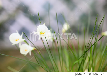 原種スイセンの花 87687077