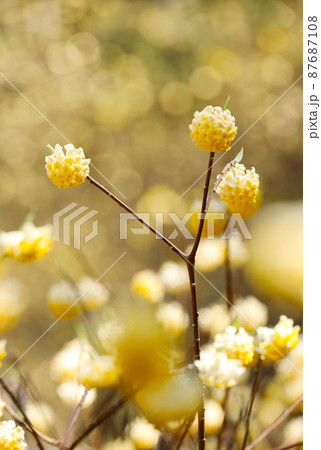 ミツマタの花 ミツマタの花 87687108