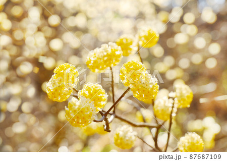 ミツマタの花 87687109