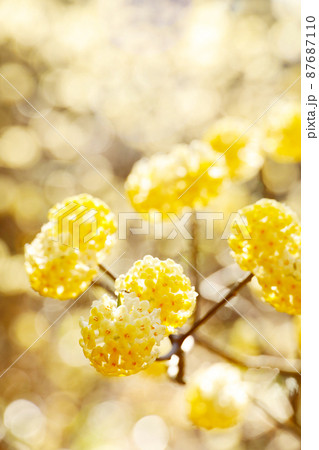 ミツマタの花 ミツマタの花 87687110