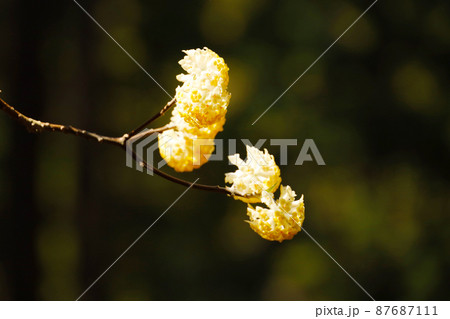 ミツマタの花 ミツマタの花 87687111