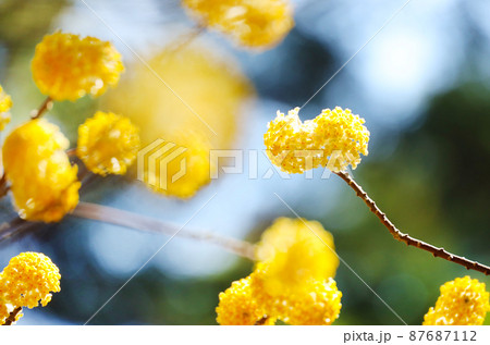 ミツマタの花 87687112