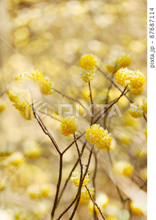 ミツマタの花 ミツマタの花 87687114