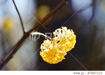 ミツマタの花 ミツマタの花 87687115