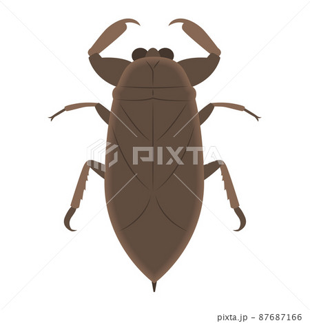 タガメのイラスト タガメのイラスト 87687166