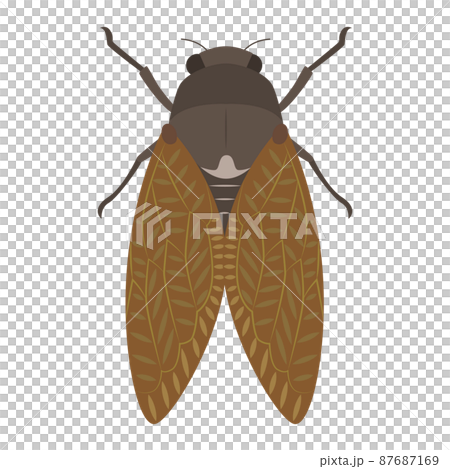 セミのイラスト 87687169