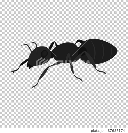 Illustration of black ants 87687174