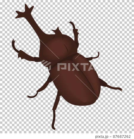 Beetle illustration 87687262