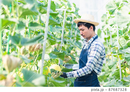 Young man farmer farmer is checking the quality of the melon grown and record to laptop computer 87687328