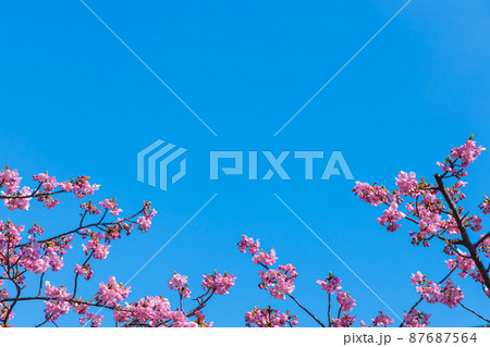 河津桜　木場公園 87687564