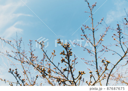 早春の寒桜の蕾と枝先 青空と薄い雲　b-3 フィルム調 87687675