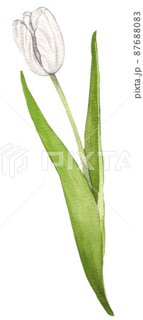 Strawberry harvest and decor watercolor png icon 87688083