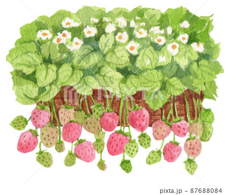 Strawberry harvest and decor watercolor png icon 87688084