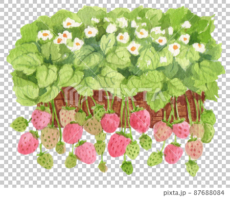 Strawberry harvest and decor watercolor png icon 87688084