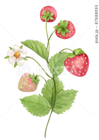 Strawberry harvest and decor watercolor png icon 87688093