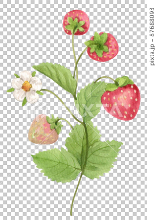 Strawberry harvest and decor watercolor png icon 87688093