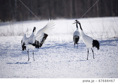 丹頂鶴 87688467