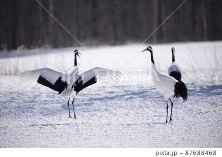 丹頂鶴 87688468