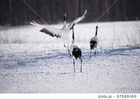 丹頂鶴 87688469